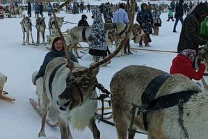 На оленях утром ранним. Наши сотрудники побывали на национальном празднике народов ханты и манси в д. Русскинская