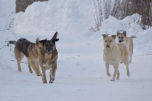 С начала года в Сургутскую травмбольницу с укусами животных обратилось более 150-ти  человек. Статистика и советы от рабиологической службы