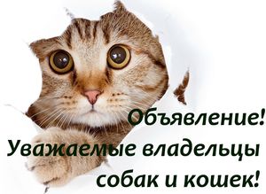 Объявление!  Уважаемые владельцы собак и кошек!