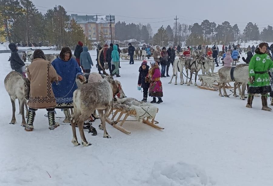 На оленях утром ранним