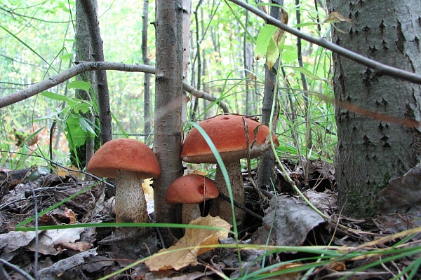 Мир через объектив! В Травматологической больнице Сургута подвели итоги корпоративного конкурса «Фотокраски» 
